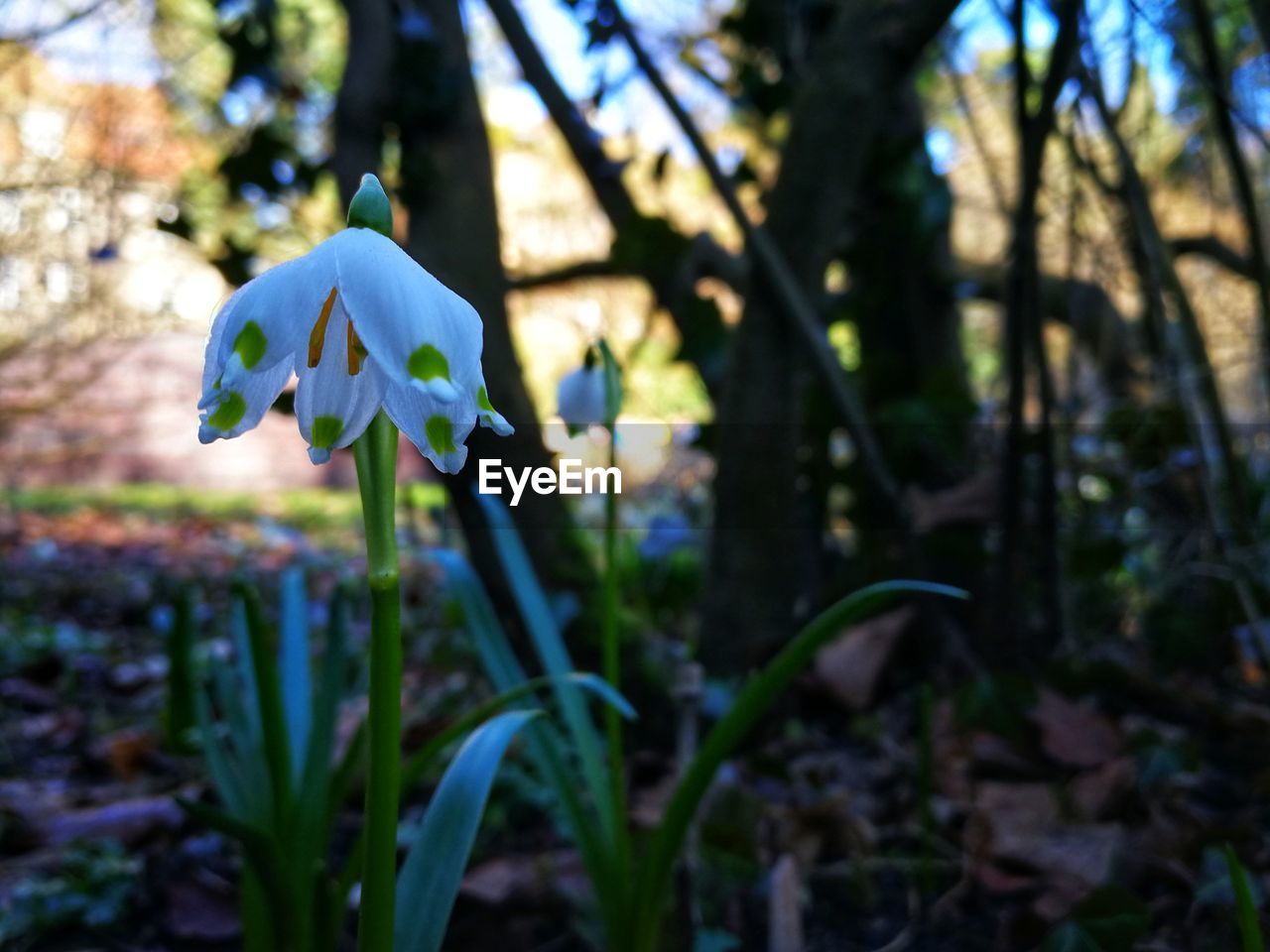 Close-up of white flowering plant on field