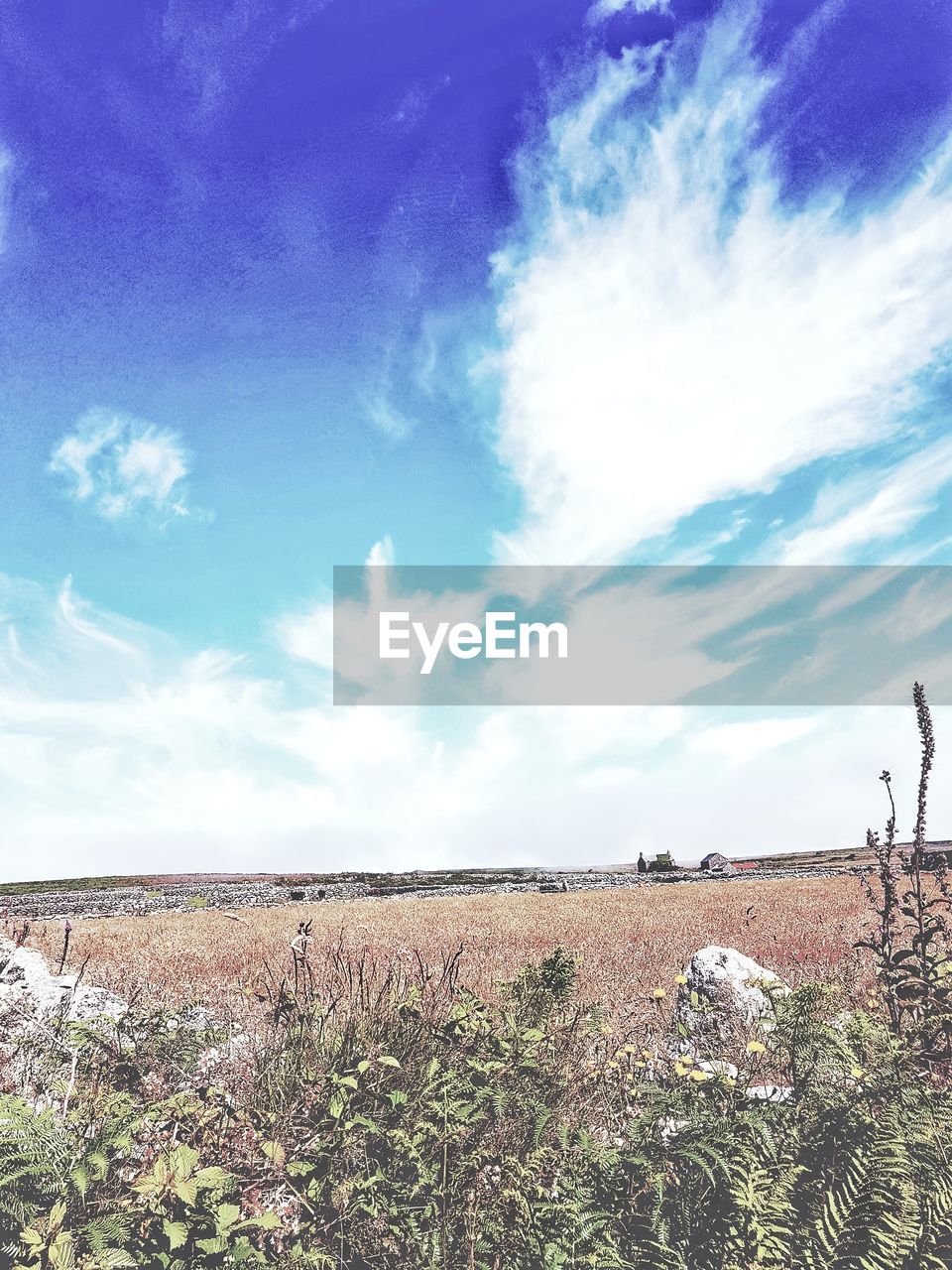 AGRICULTURAL FIELD AGAINST SKY