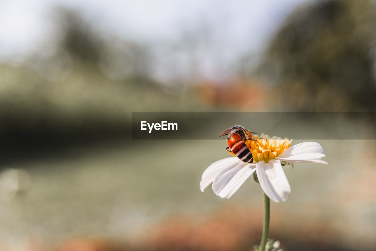 Close-up of butterfly pollinating on flower