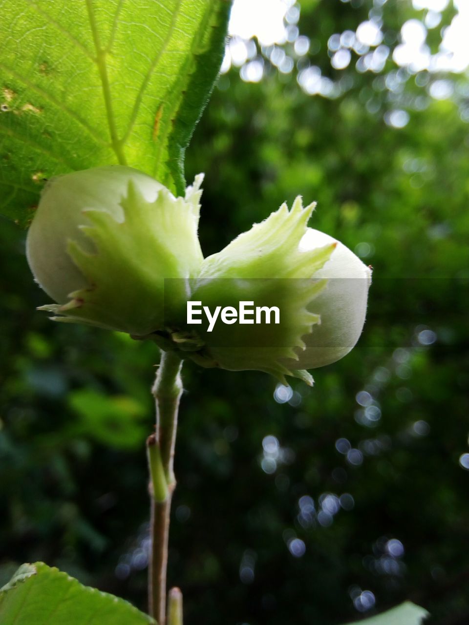 CLOSE-UP OF FLOWER TREE