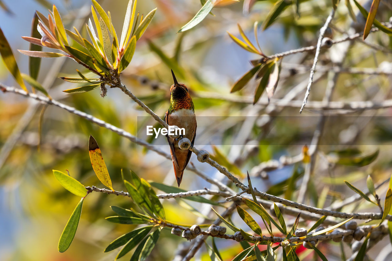 Low angle view of bird perching on tree