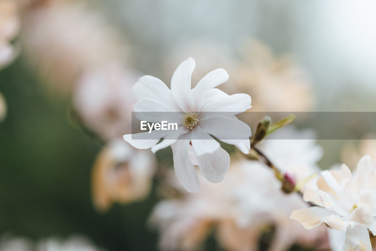 Close-up of white cherry blossom