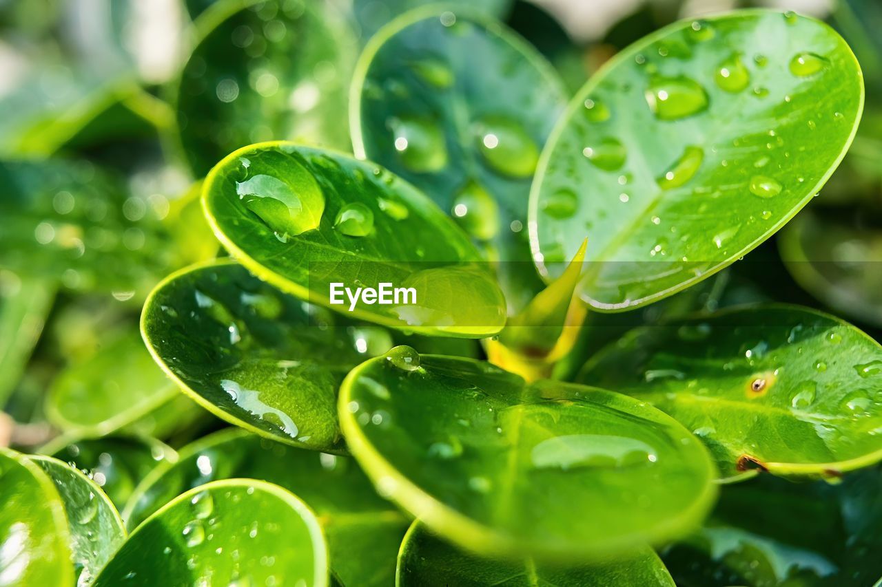 Macro closeup of beautiful fresh green leaf with drop of water nature background.