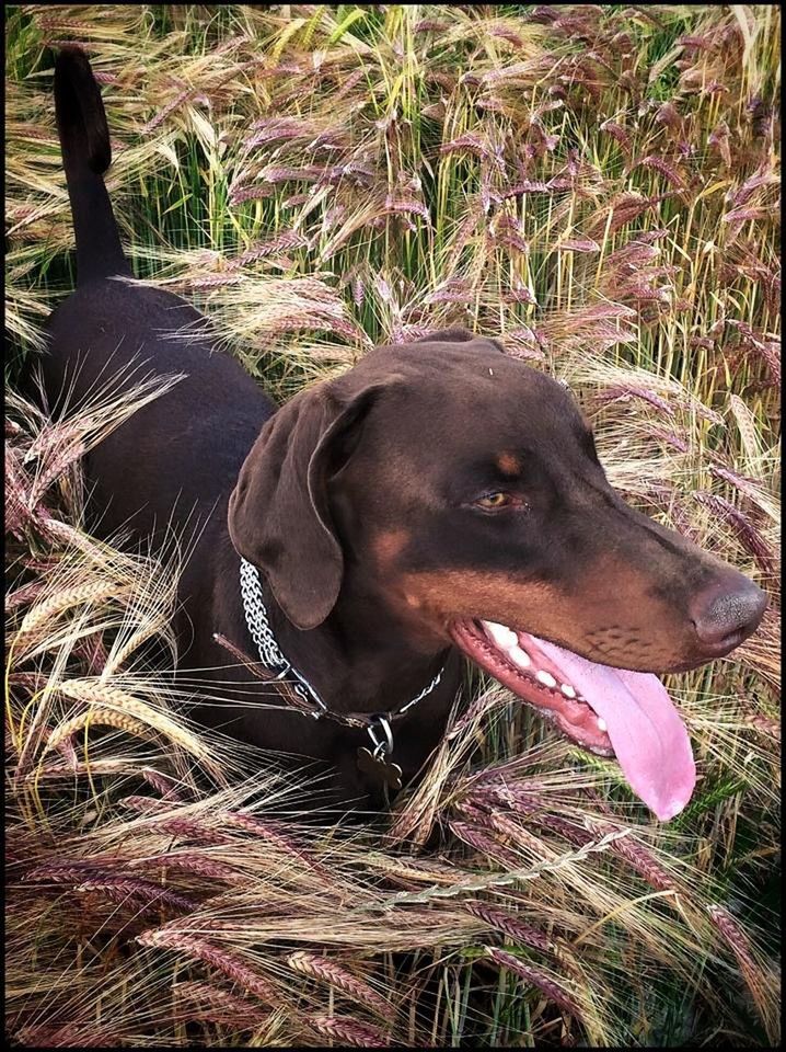 CLOSE-UP OF DOG ON GRASSY FIELD