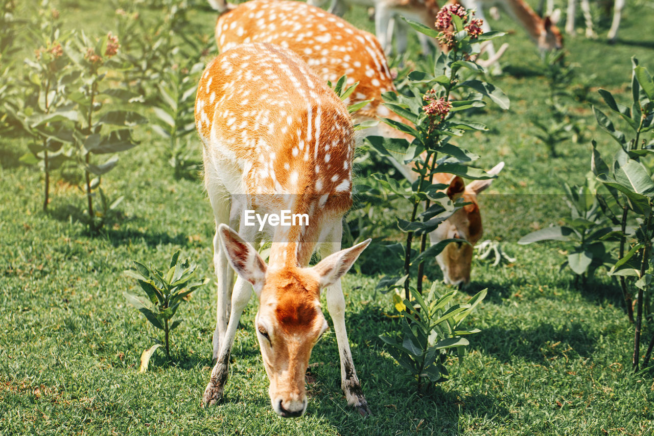 Group of young fallow deer eating grass on summer outdoor. wildlife beauty in nature.