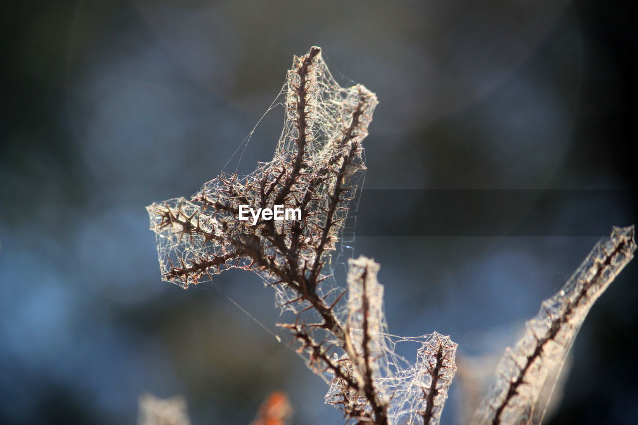 CLOSE-UP OF DRIED PLANT AGAINST BLURRED BACKGROUND