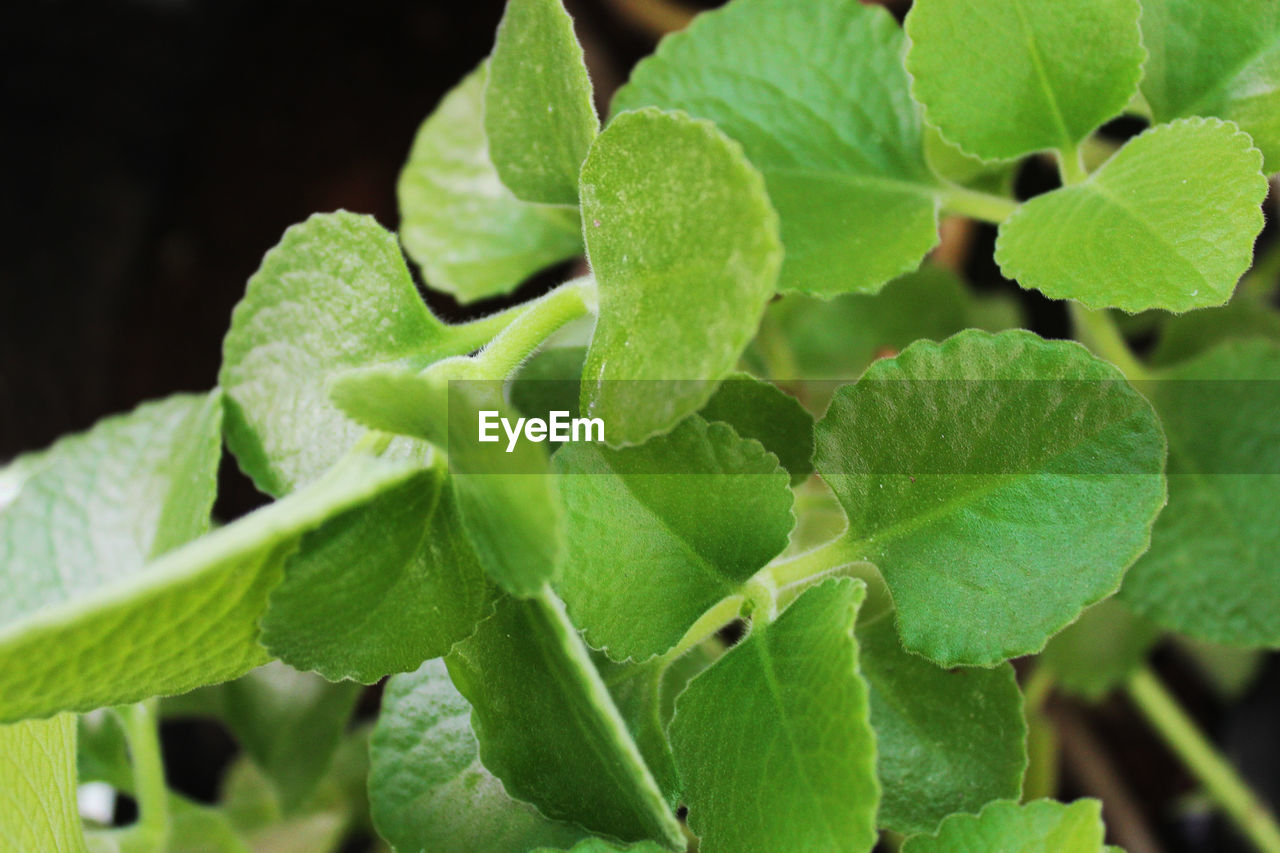 Indian borage or mexican mint herbal medicinal plant. natural immunity booster 