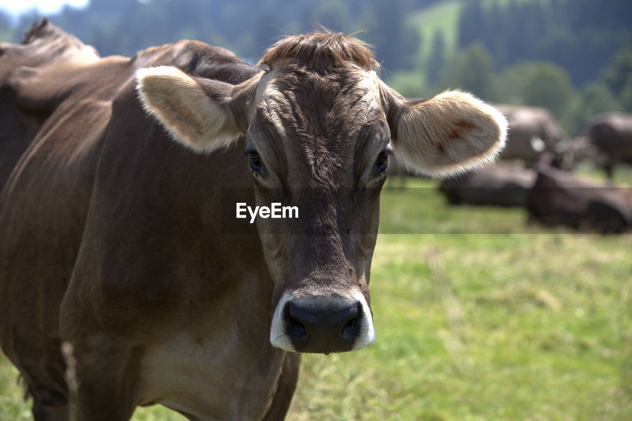 Portrait of a high yielding cow on a meadow in bavaria, germany