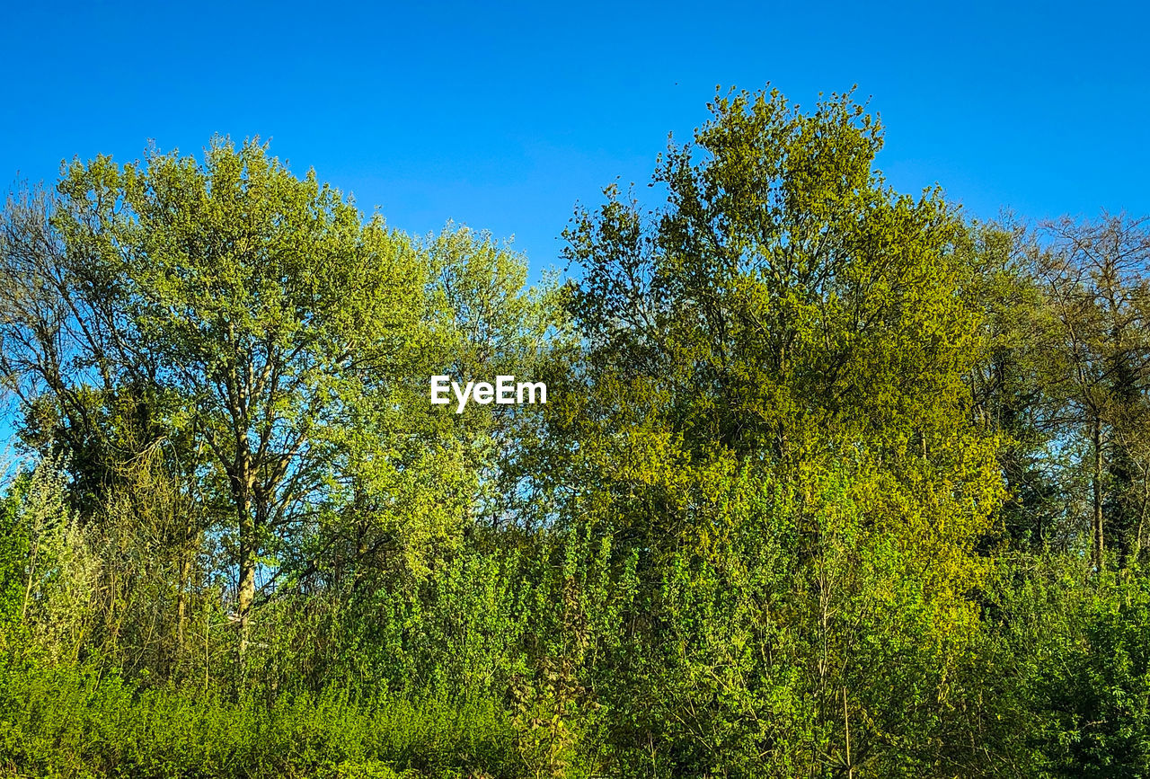 LOW ANGLE VIEW OF TREES IN FOREST AGAINST CLEAR BLUE SKY
