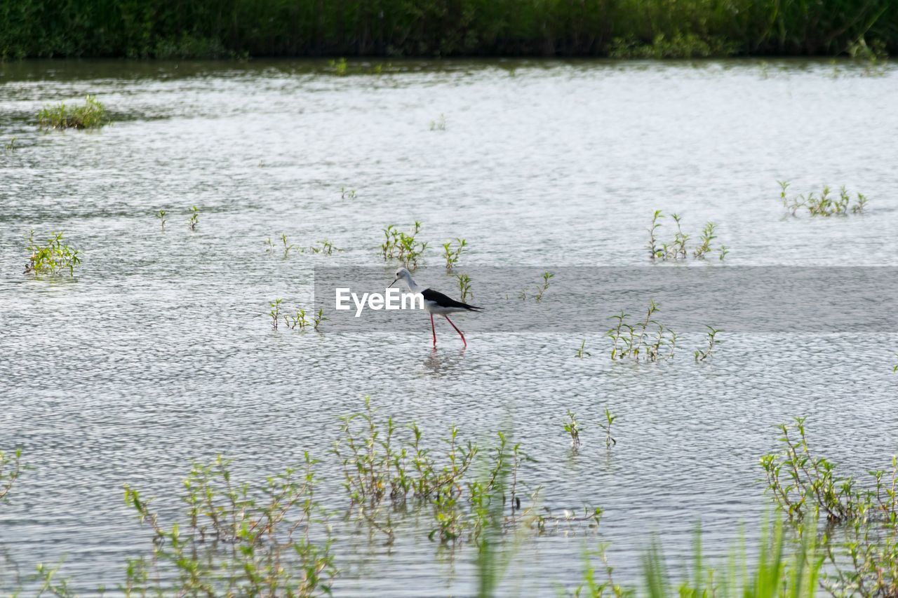 BIRDS ON LAKE