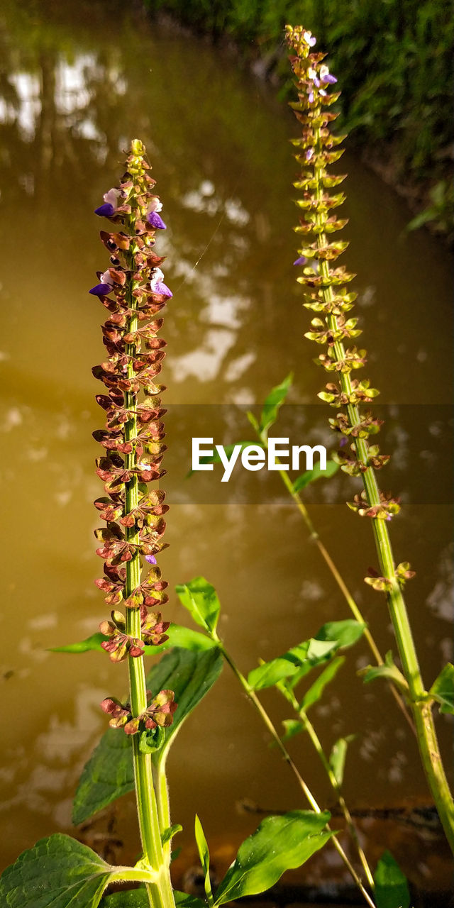 Close-up of purple flowering plant