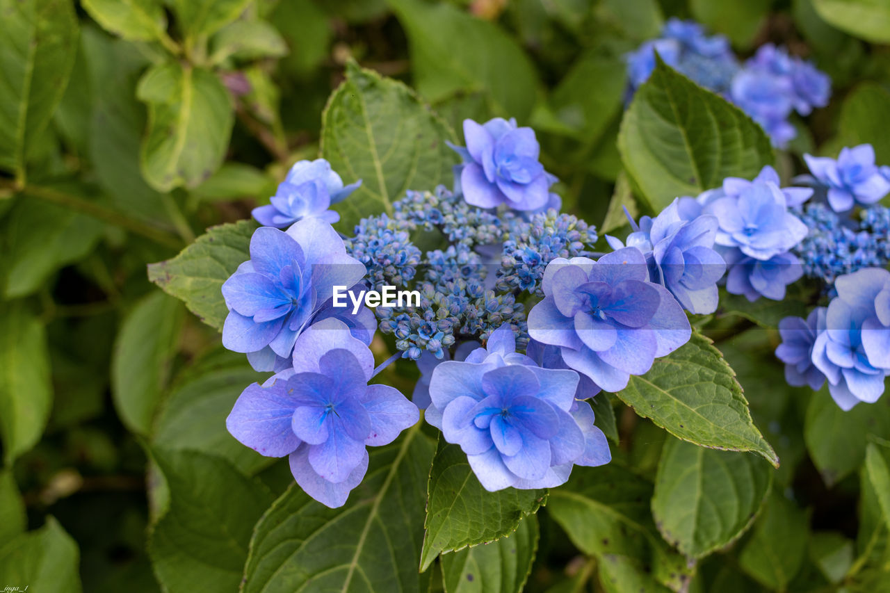 flower, flowering plant, plant, plant part, beauty in nature, freshness, leaf, nature, blue, close-up, purple, growth, hydrangea, food and drink, botany, inflorescence, garden, summer, leaf vegetable, outdoors, no people, green, flower head, hydrangea serrata, petal, food, vegetable, fragility, springtime, nature reserve, biology, day, botanical garden, outdoor pursuit