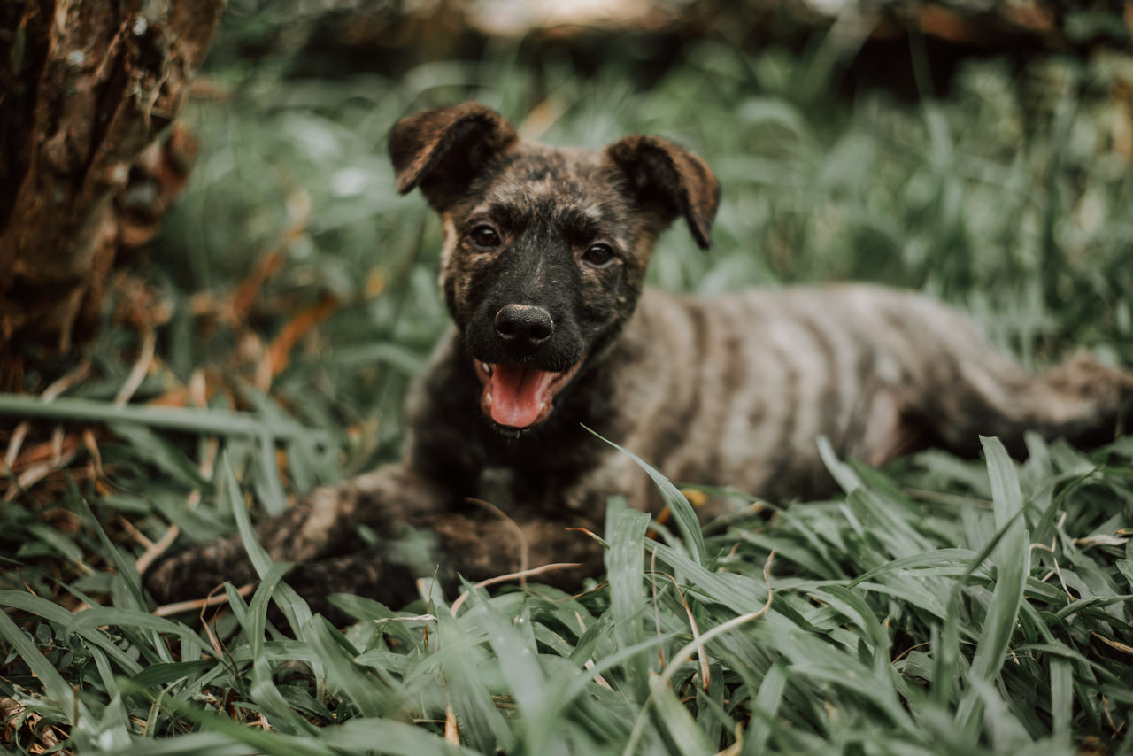 PORTRAIT OF DOG LYING ON GRASS