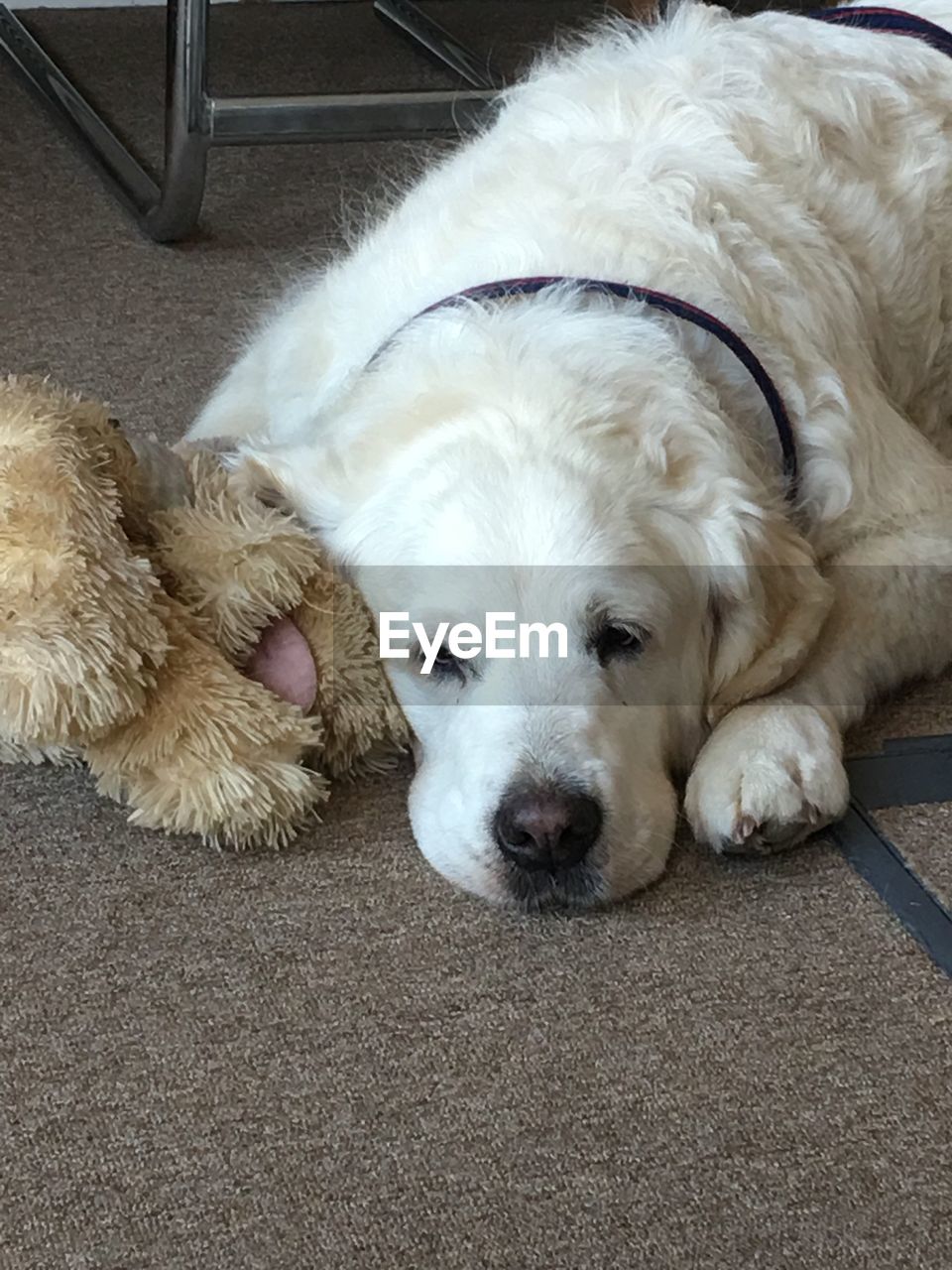 CLOSE-UP OF DOG SLEEPING ON RUG