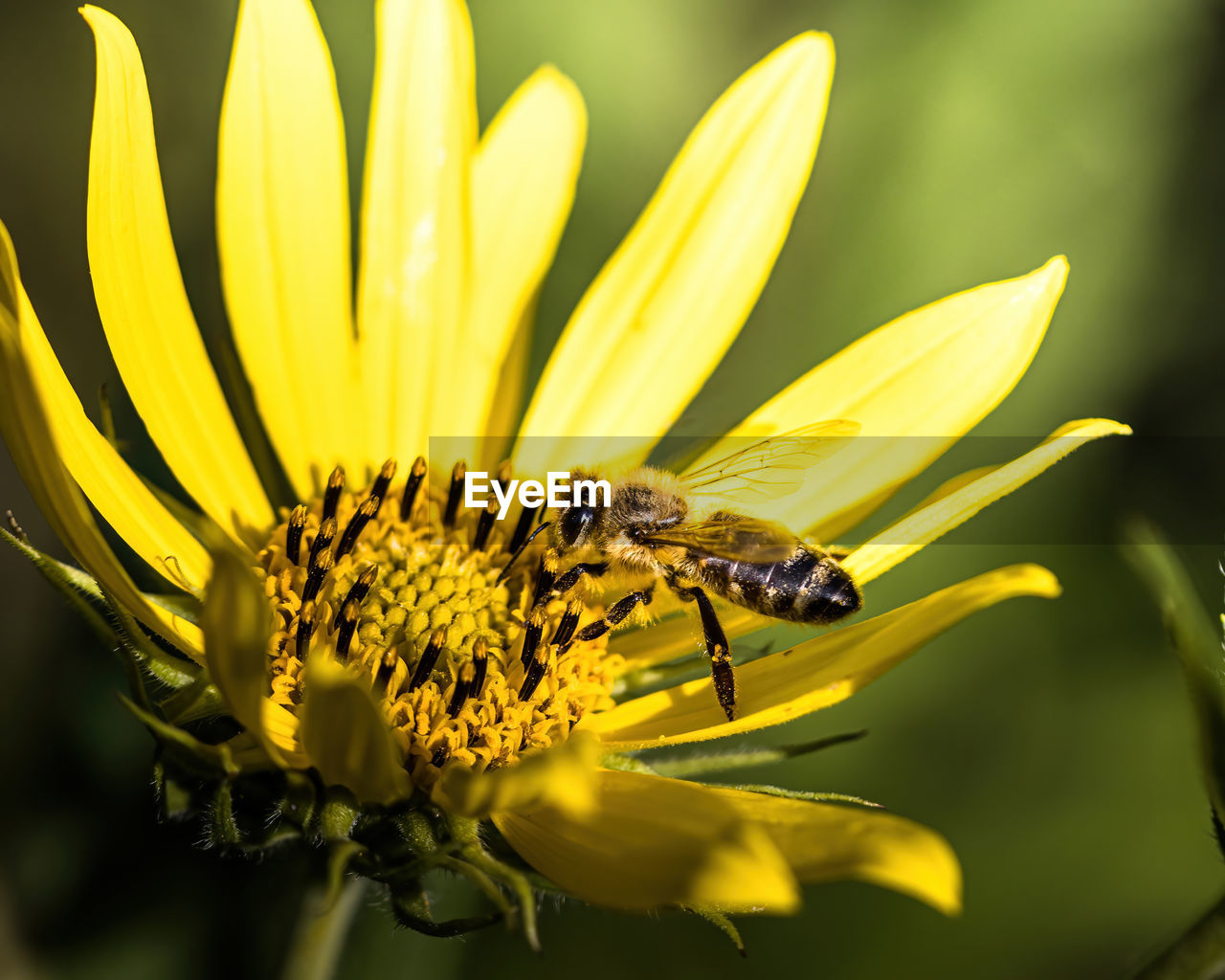 INSECT ON FLOWER