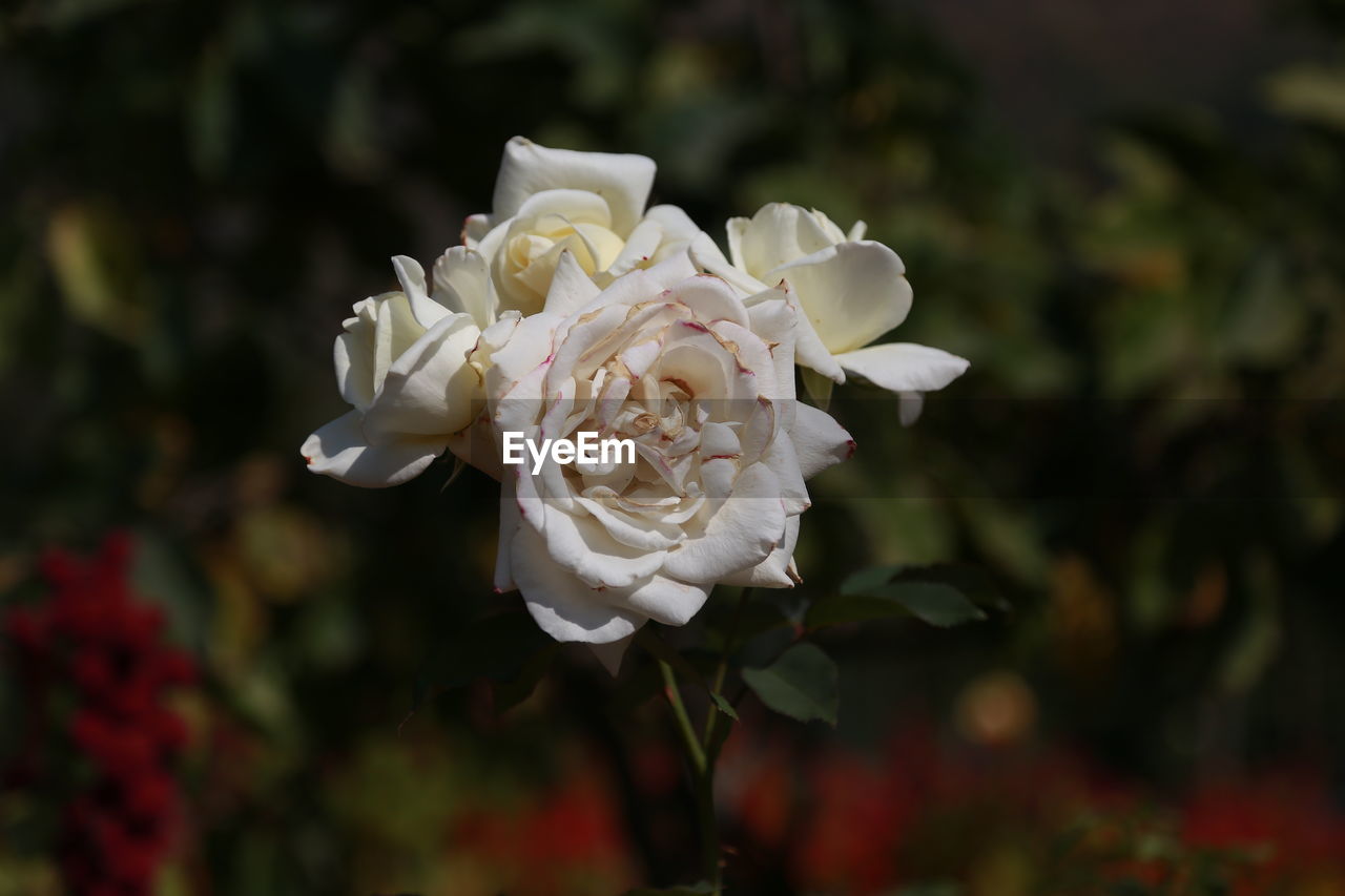 Close-up of white rose