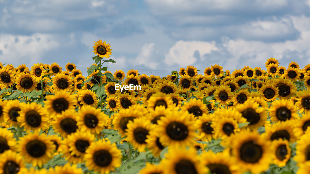 sunflower, flower, plant, cloud, sky, flowering plant, yellow, beauty in nature, nature, landscape, freshness, field, flower head, environment, rural scene, land, growth, agriculture, no people, inflorescence, fragility, petal, abundance, scenics - nature, sunflower seed, macro photography, summer, selective focus, outdoors, backgrounds, horizon over land, close-up, farm, botany, blossom, travel, day, asterales, crop, tranquility, dramatic sky, pollen, vibrant color, sunlight, plain, cloudscape, horizon, non-urban scene, travel destinations, idyllic, springtime, environmental conservation, seed