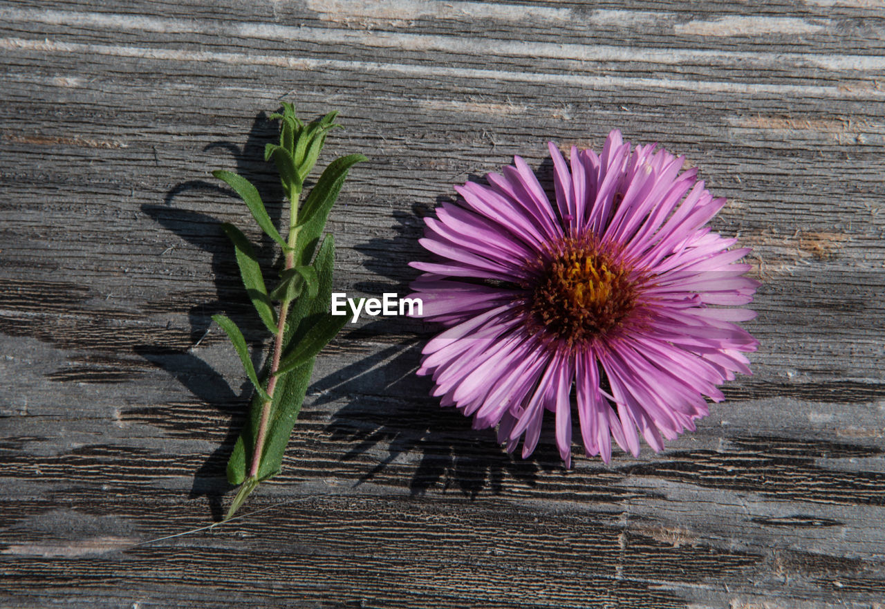 CLOSE-UP OF PURPLE FLOWERING PLANT