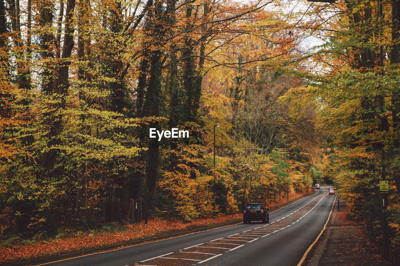 TREES IN FOREST DURING AUTUMN