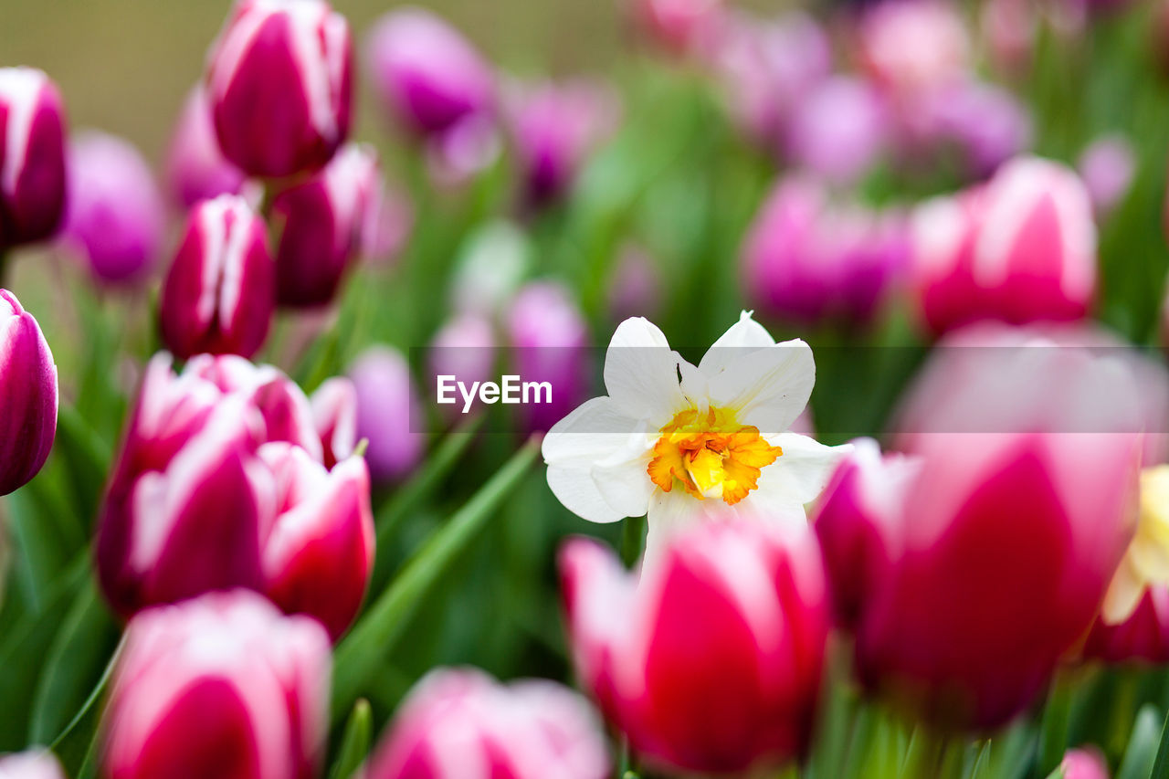 White daffodil amidst tulips blooming outdoors