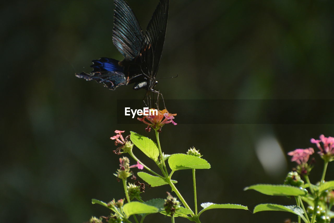 BUTTERFLY POLLINATING FLOWER