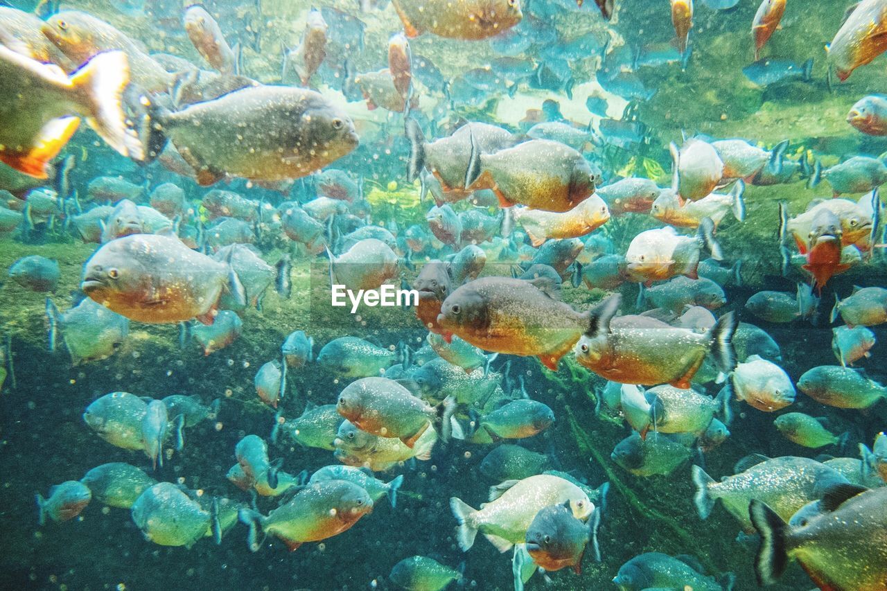 CLOSE-UP OF FISH UNDERWATER