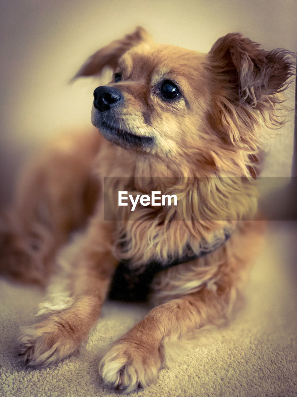 CLOSE-UP OF A DOG LOOKING AWAY WHILE SITTING ON FLOOR