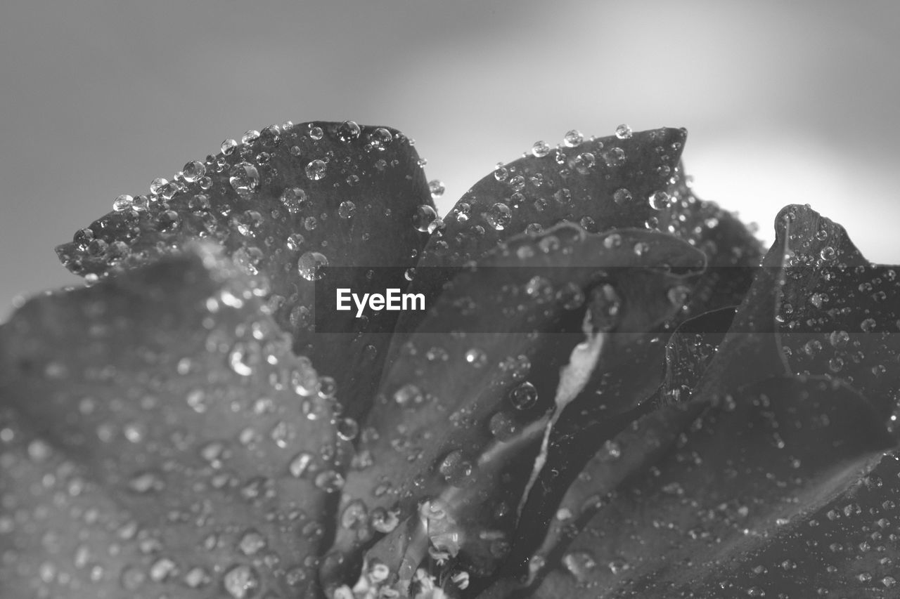 Close-up of wet flower