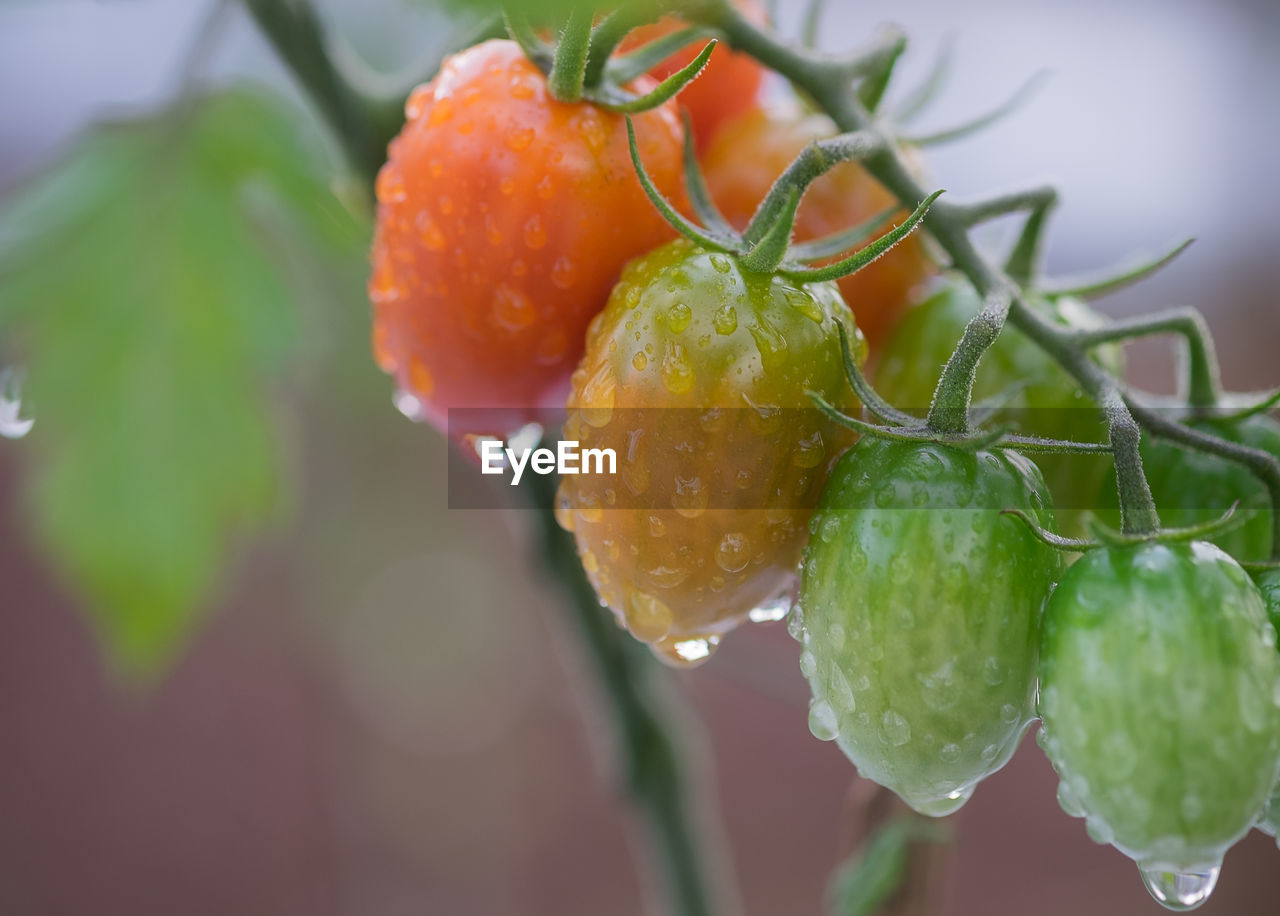 Ripe natural tomatoes growing on a branch in a greenhouse. copy space