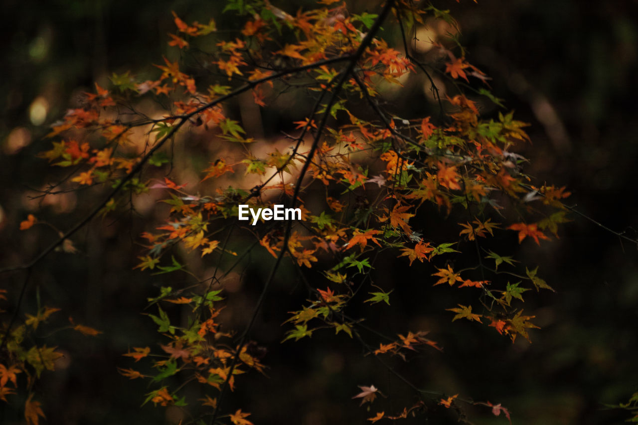 CLOSE-UP OF AUTUMN LEAVES ON PLANT