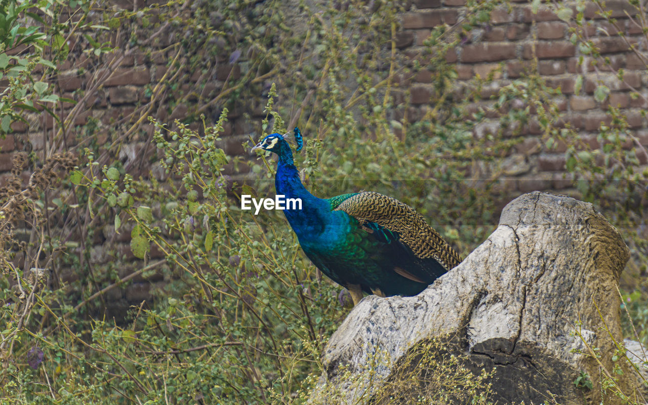 An image of a male peacock, mor sitting on a tree stump