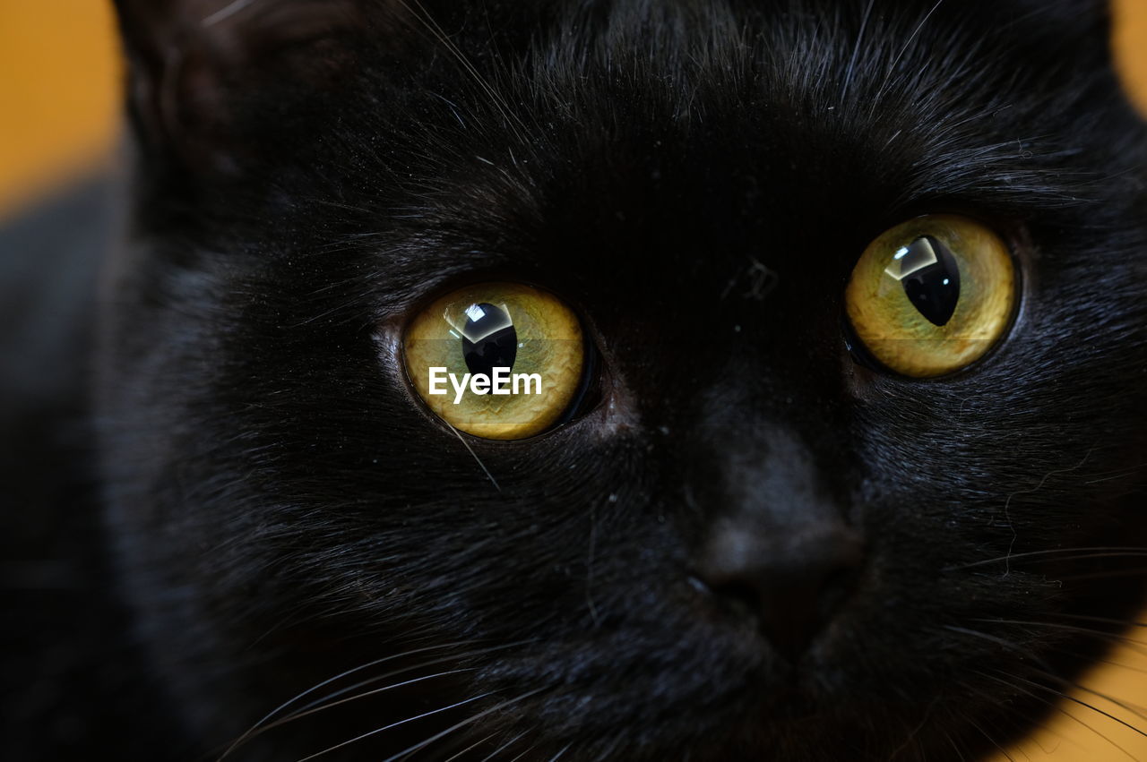 Close-up portrait of black cat