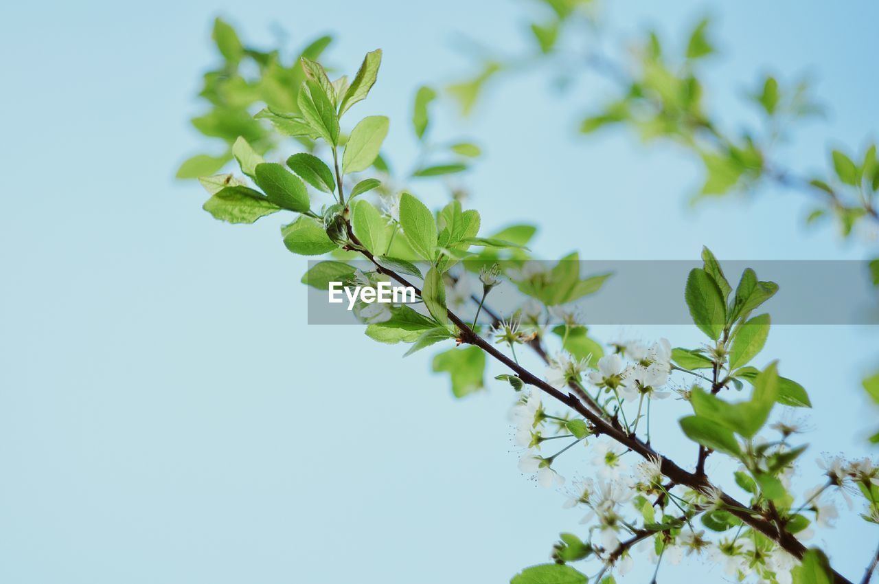 Low angle view of tree against sky