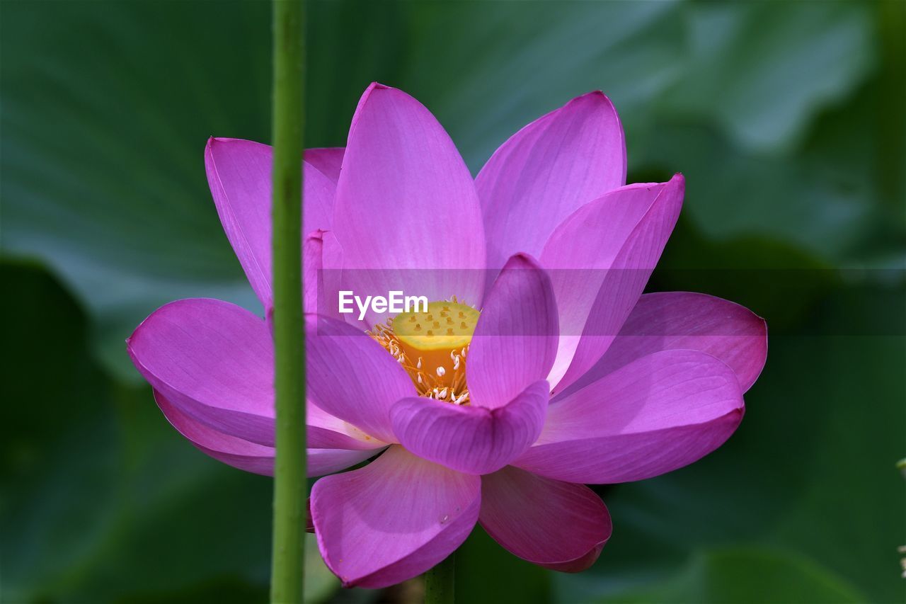 Close-up of pink lotus water lily blooming outdoors