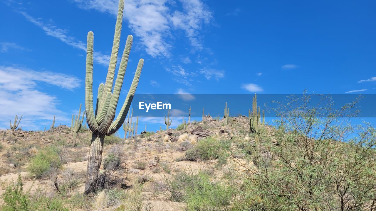 sky, cactus, plant, succulent plant, nature, blue, cloud, desert, saguaro cactus, land, scenics - nature, landscape, growth, environment, no people, mountain, beauty in nature, day, semi-arid, tree, grass, tranquility, flower, non-urban scene, san pedro cactus, outdoors, arid climate, tranquil scene, climate, sunlight, low angle view, wind, field