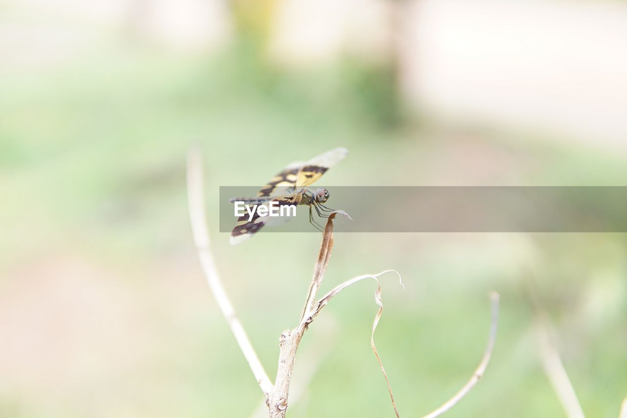 CLOSE-UP OF INSECT ON A FLOWER