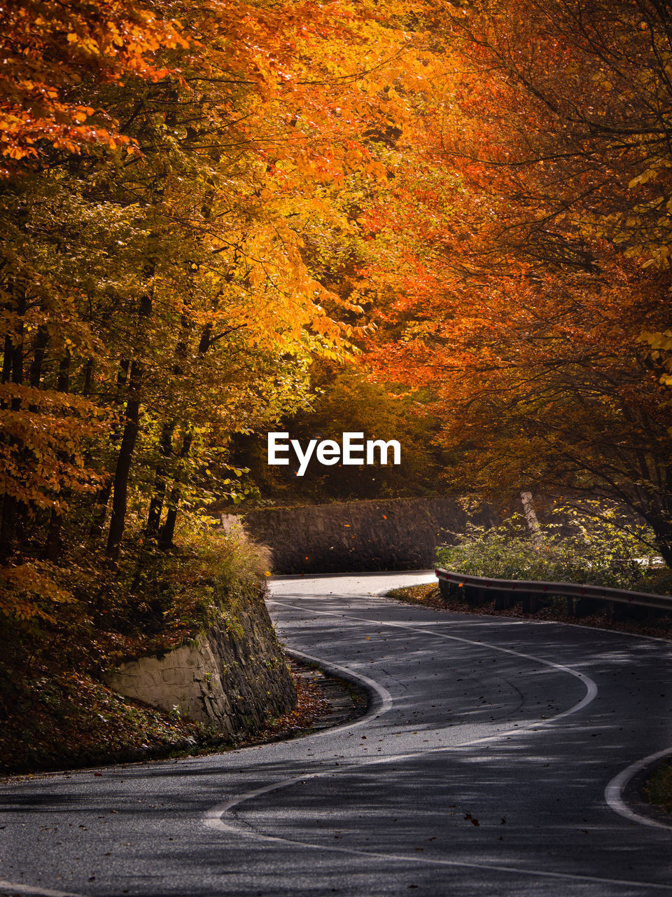 Road amidst trees in forest during autumn