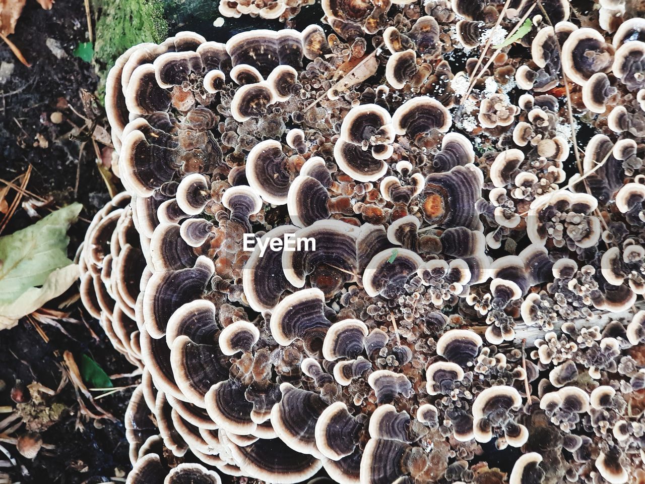 High angle view of a tree mushroom