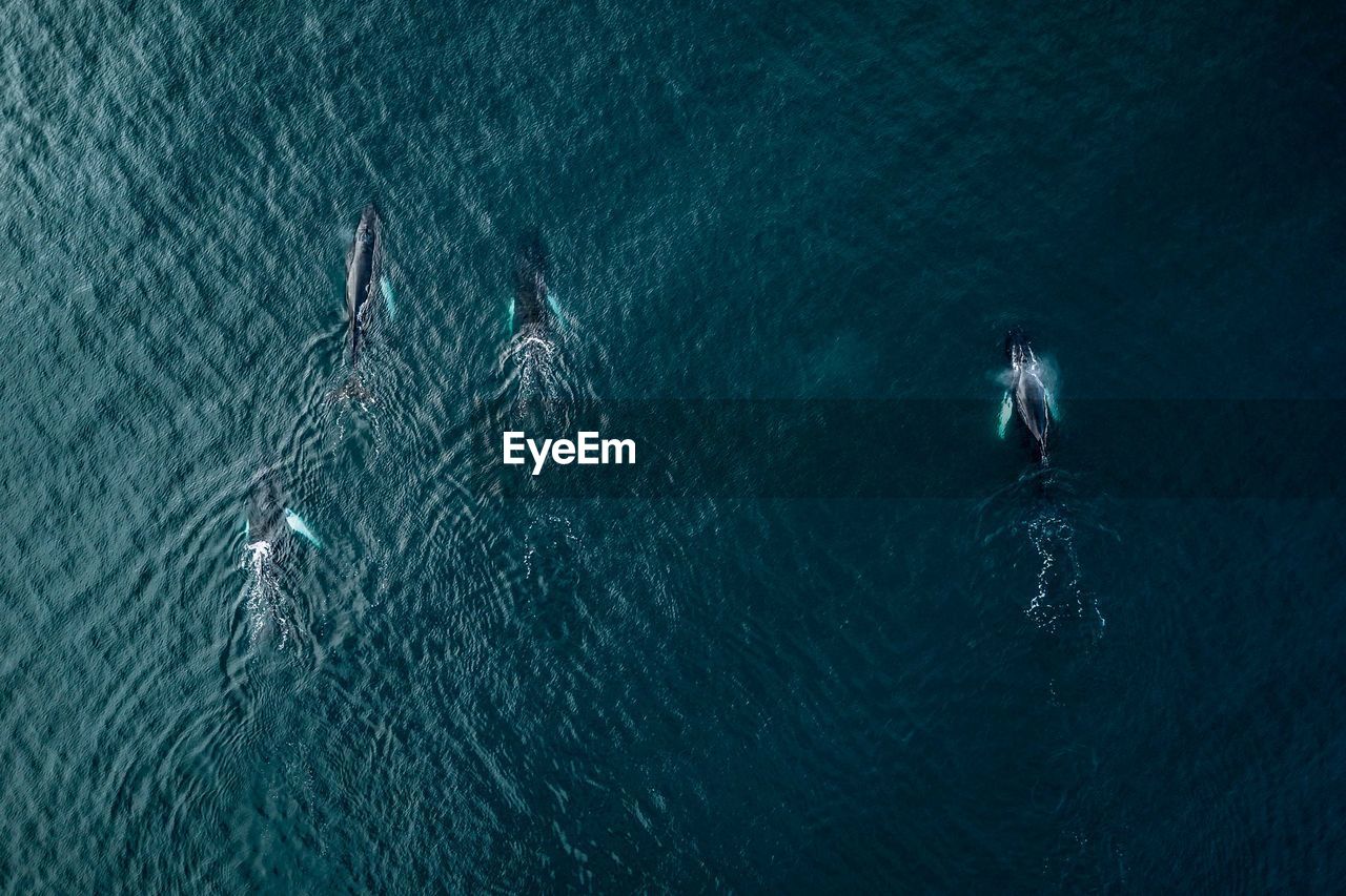 Aerial view of killer whales swimming in sea