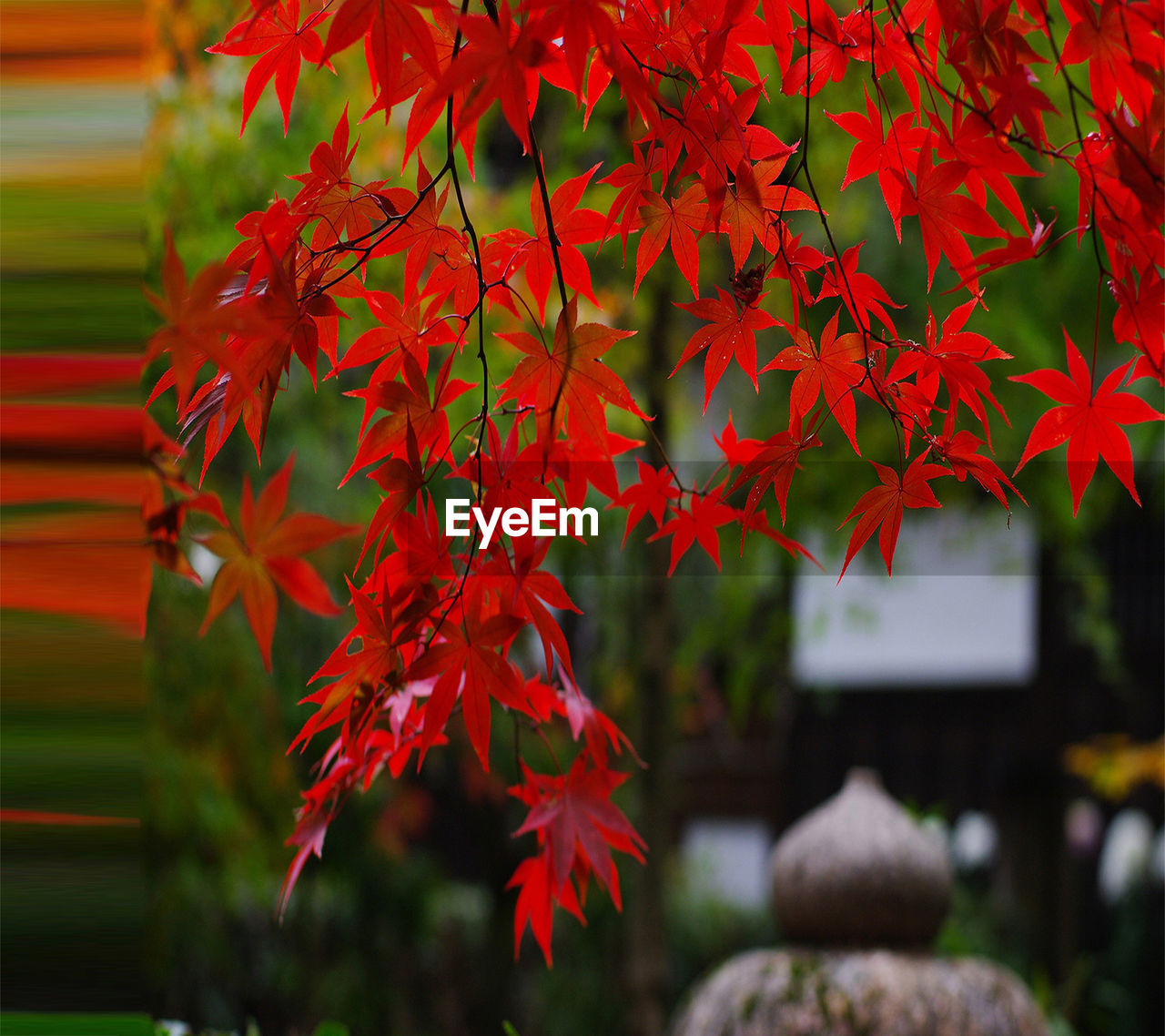 CLOSE-UP OF RED MAPLE LEAVES ON PLANT
