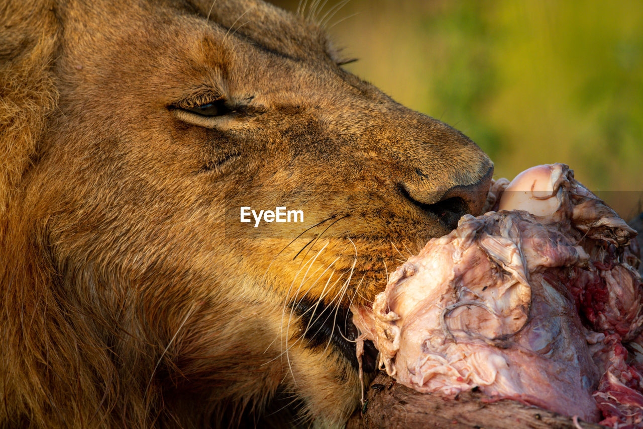 Close-up of male lion feeding on carcase