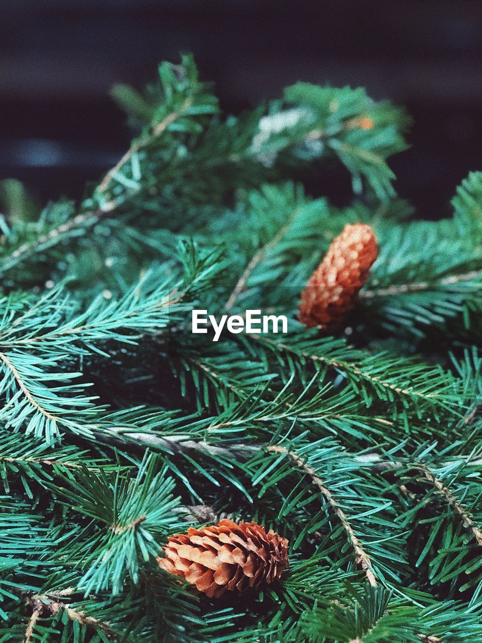 Close-up of pine cones on christmas tree