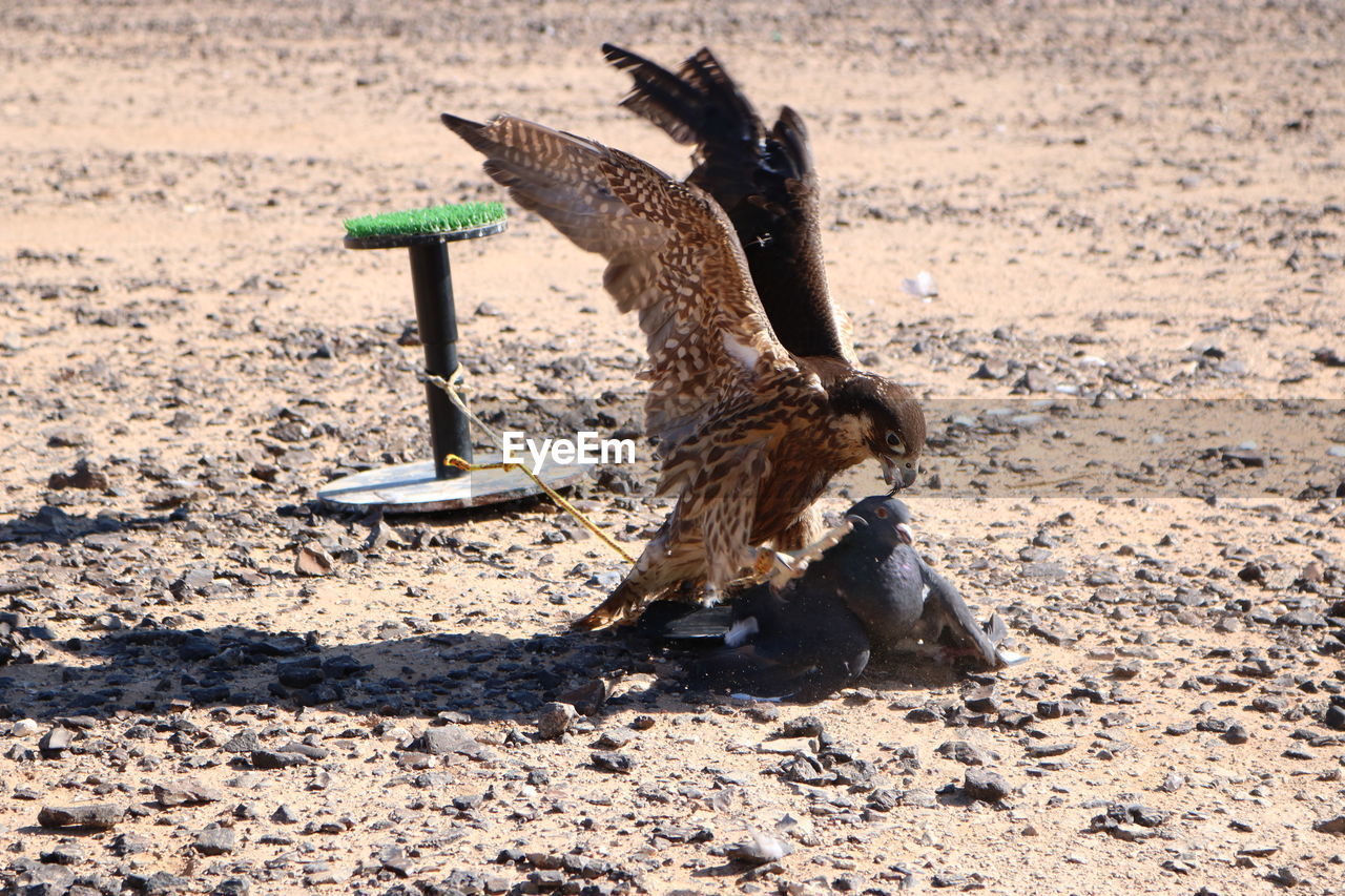 A falcon eats a bird in the shomari reserve in jordan