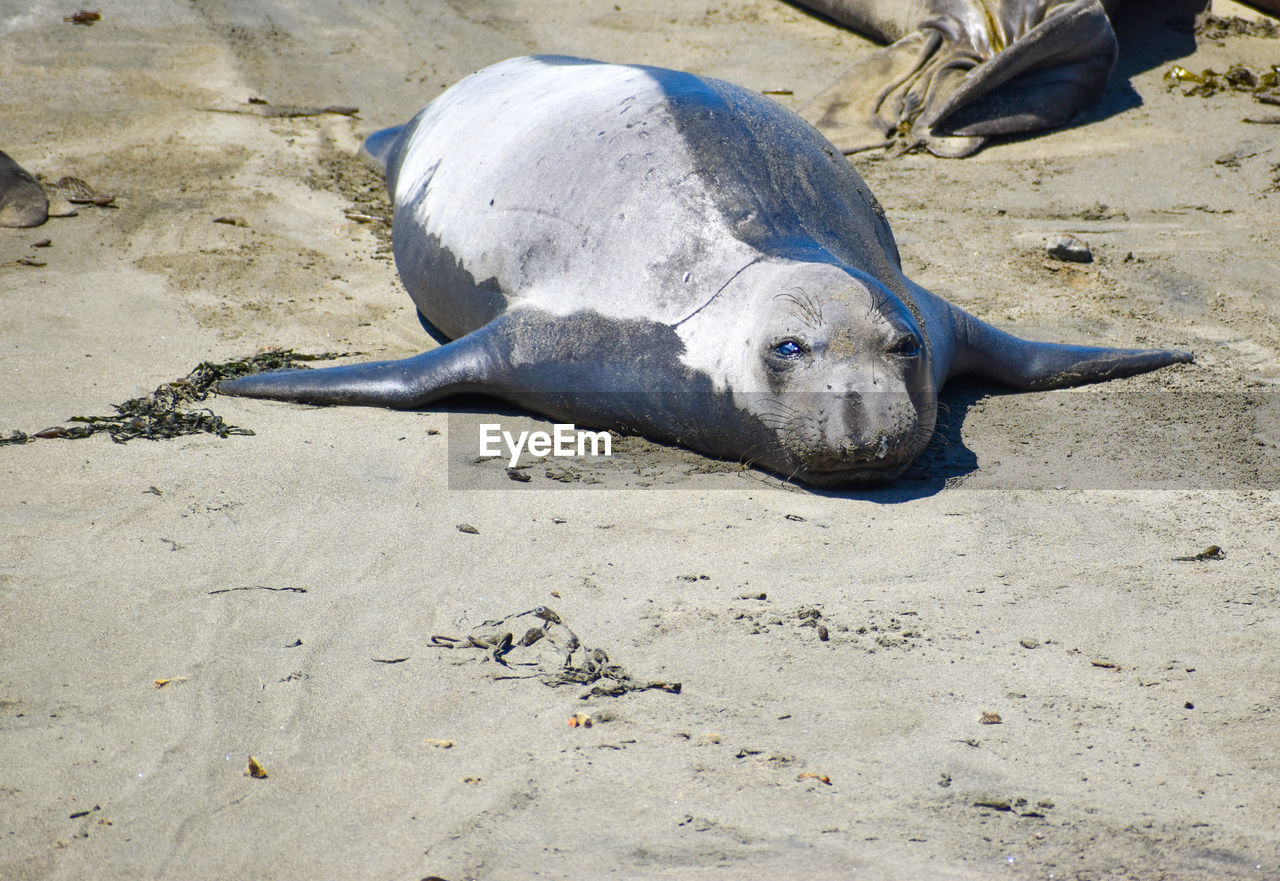 Sleeping silvery endangered species elephant seal on sandy beach