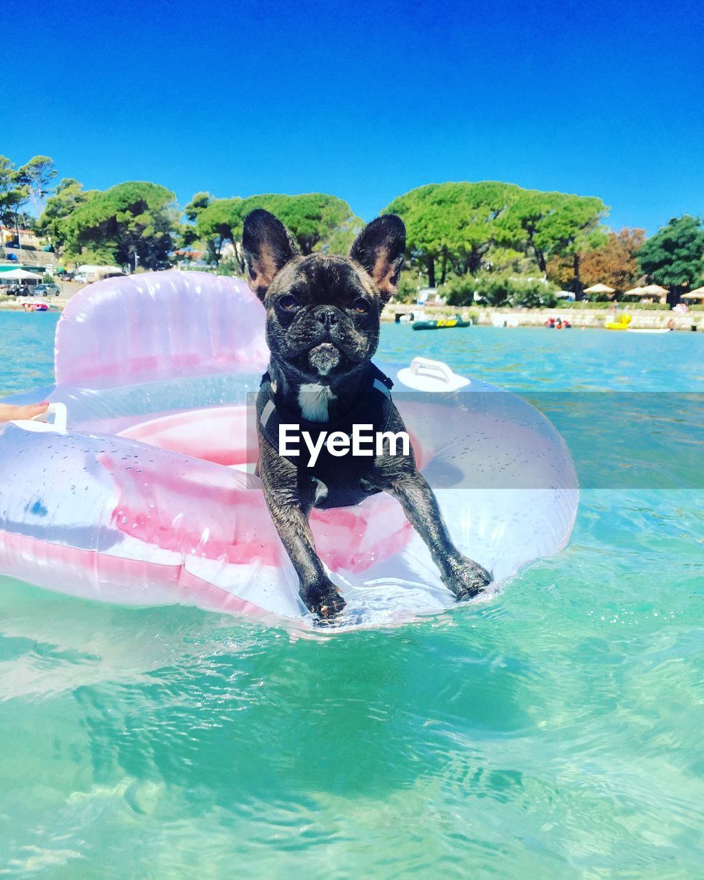 Portrait of dog in inflatable ring on river during sunny day