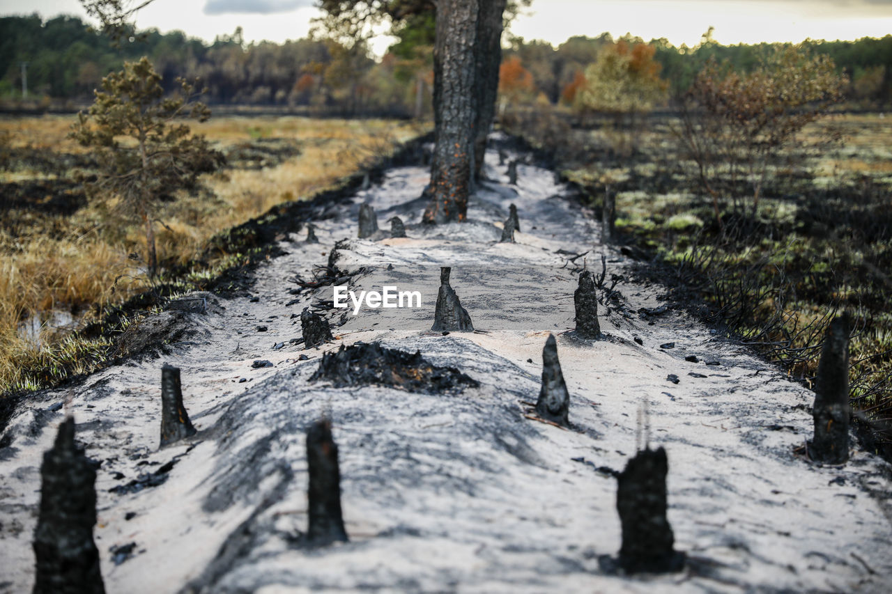 SURFACE LEVEL OF TREES ON FIELD AGAINST STREAM