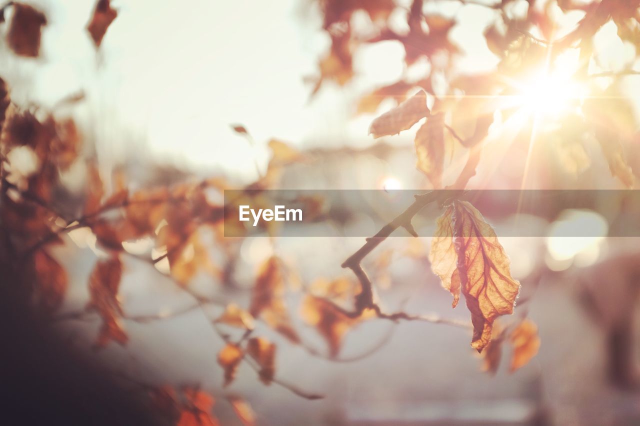 Sunlight streaming through autumn trees