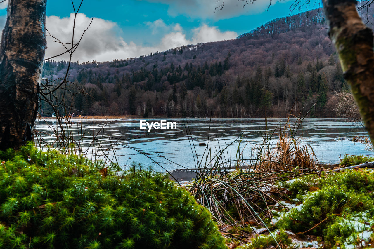 Scenic view of lake by trees against sky