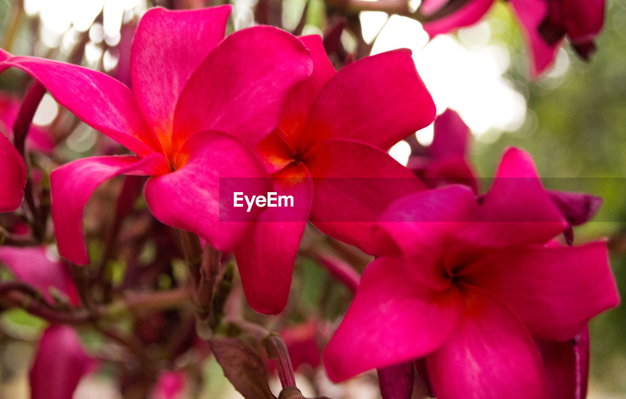 CLOSE-UP OF FLOWERS