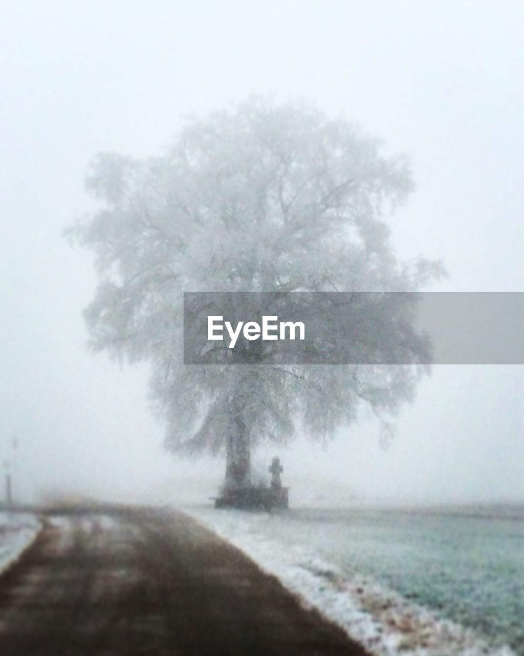 TREES IN SNOW AGAINST SKY